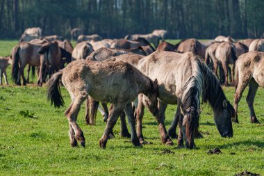 Bahar zamanı Westphalia 'da atlar