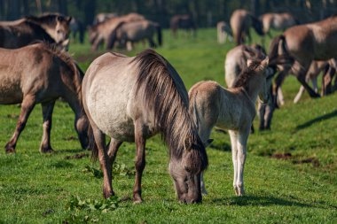 Bahar zamanı Westphalia 'da atlar