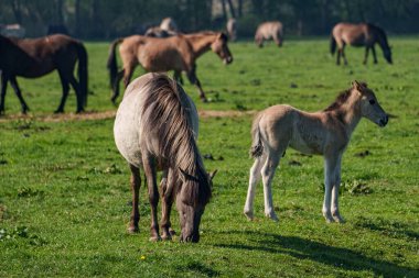 Bahar zamanı Westphalia 'da atlar