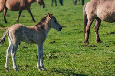 Bahar zamanı Westphalia 'da atlar