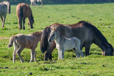 Bahar zamanı Westphalia 'da atlar