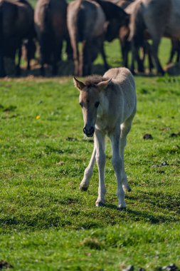 Bahar zamanı Westphalia 'da atlar