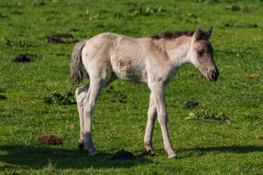 Bahar zamanı Westphalia 'da atlar