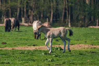 Bahar zamanı Westphalia 'da atlar