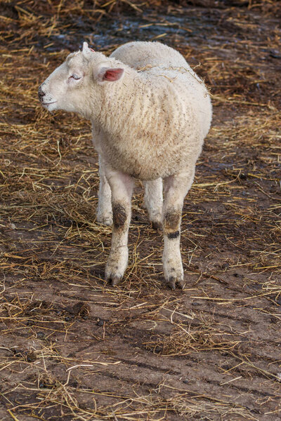 sheeps and lambs at spring time