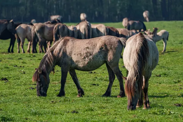 Bahar zamanı Westphalia 'da atlar