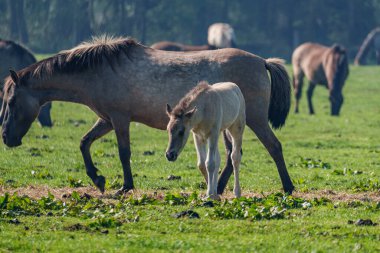 Alman muensterland atları