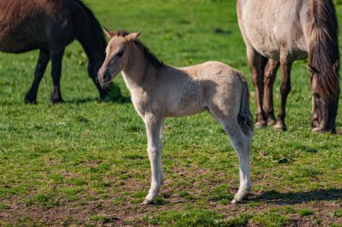 Alman muensterland atları