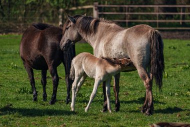 Alman muensterland atları