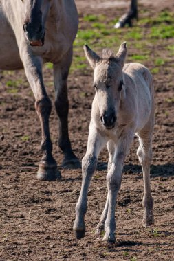 Alman muensterland atları
