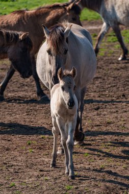 Alman muensterland atları