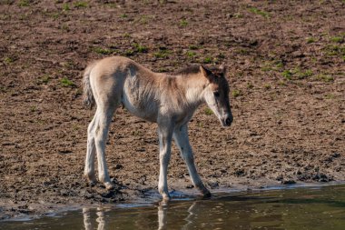 Alman muensterland atları