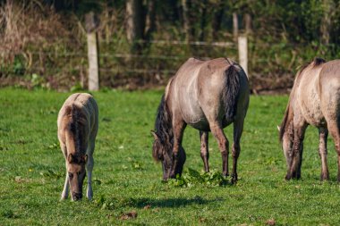 Alman muensterland atları