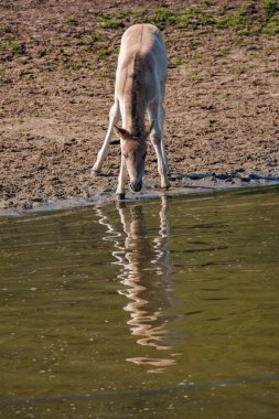 Alman muensterland atları