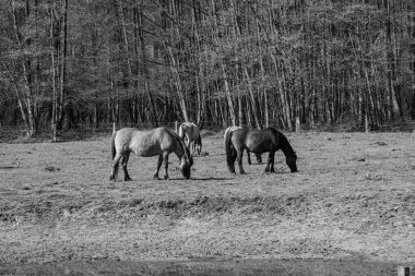 Alman muensterland atları