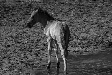 Alman muensterland atları
