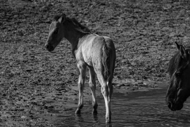 Alman muensterland atları