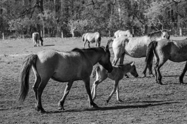 Alman muensterland atları