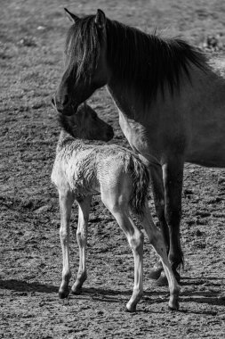 Westphalia 'da atlar ve taylar