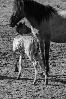 Westphalia 'da atlar ve taylar