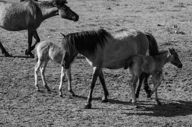 Westphalia 'da atlar ve taylar