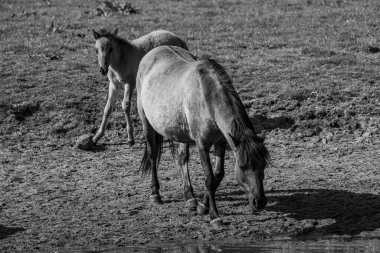 Westphalia 'da atlar ve taylar