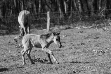 Westphalia 'da atlar ve taylar