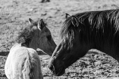 Westphalia 'da atlar ve taylar