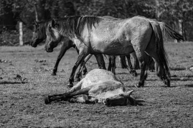 Westphalia 'da atlar ve taylar