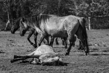 Westphalia 'da atlar ve taylar