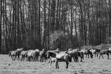 Westphalia 'da atlar ve taylar