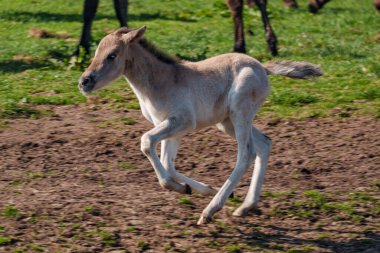 Westphalia 'da atlar ve taylar