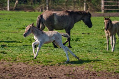 Westphalia 'da atlar ve taylar