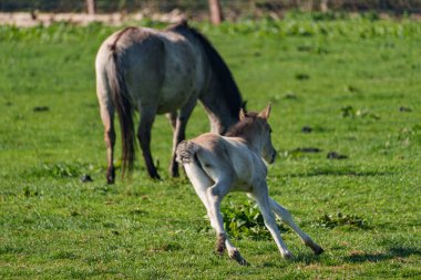 Westphalia 'da atlar ve taylar