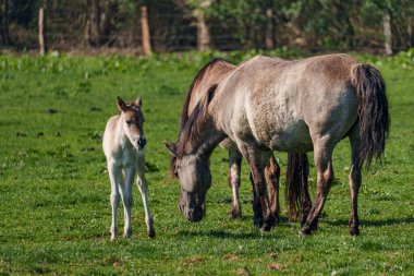 Westphalia 'da atlar ve taylar
