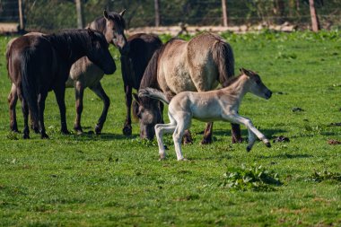 Westphalia 'da atlar ve taylar