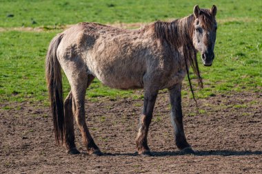 Westphalia 'da atlar ve taylar
