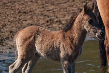 Westphalia 'da atlar ve taylar