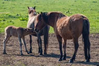 Alman muensterland vahşi atları