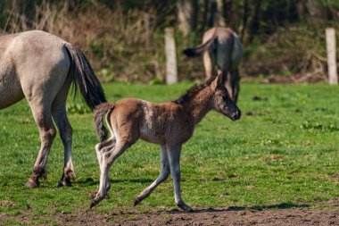 Alman muensterland vahşi atları