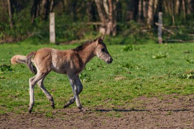 Alman muensterland vahşi atları