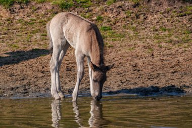Alman muensterland vahşi atları