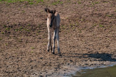 Alman muensterland vahşi atları