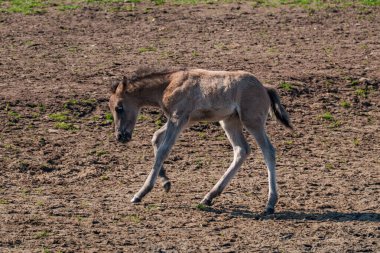 Alman muensterland vahşi atları