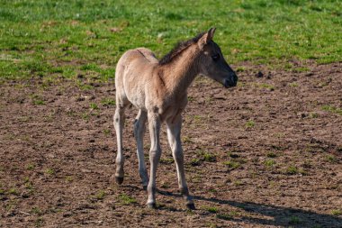 Alman muensterland vahşi atları