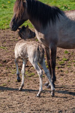 Alman muensterland vahşi atları