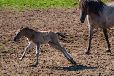 Alman muensterland vahşi atları