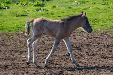 Alman muensterland vahşi atları