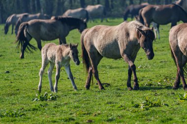 Alman muensterland vahşi atları