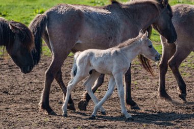 Alman muensterland vahşi atları